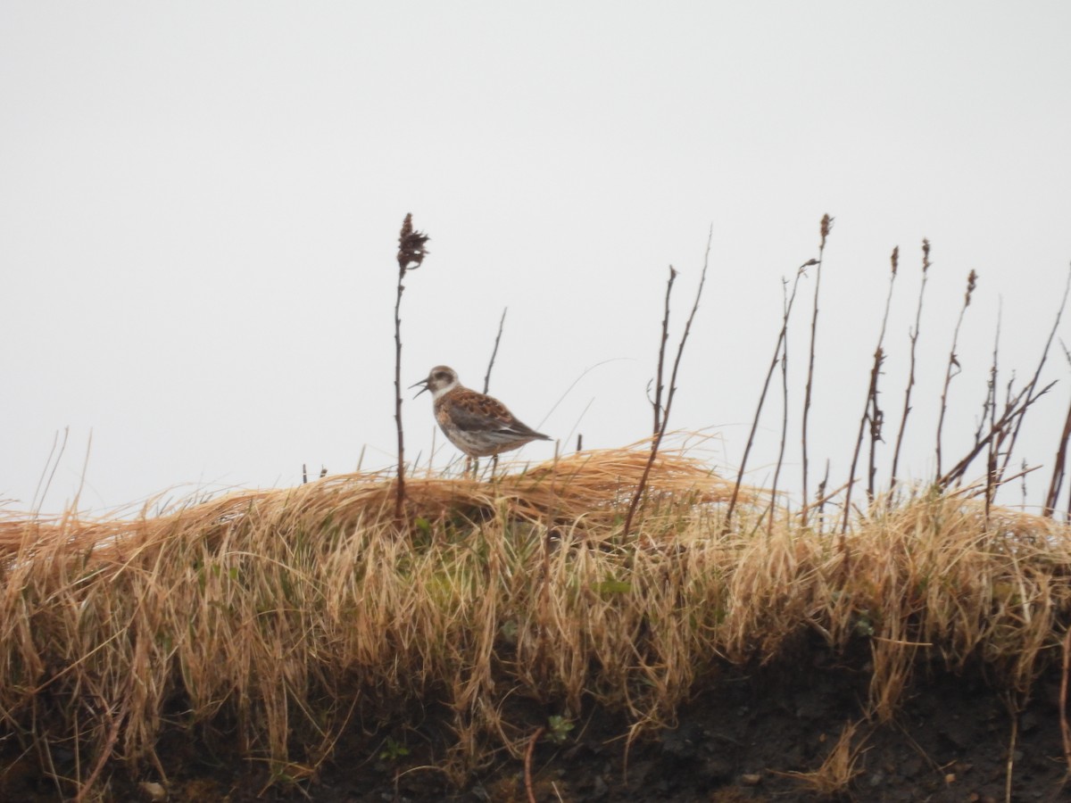 Rock Sandpiper - ML657159579