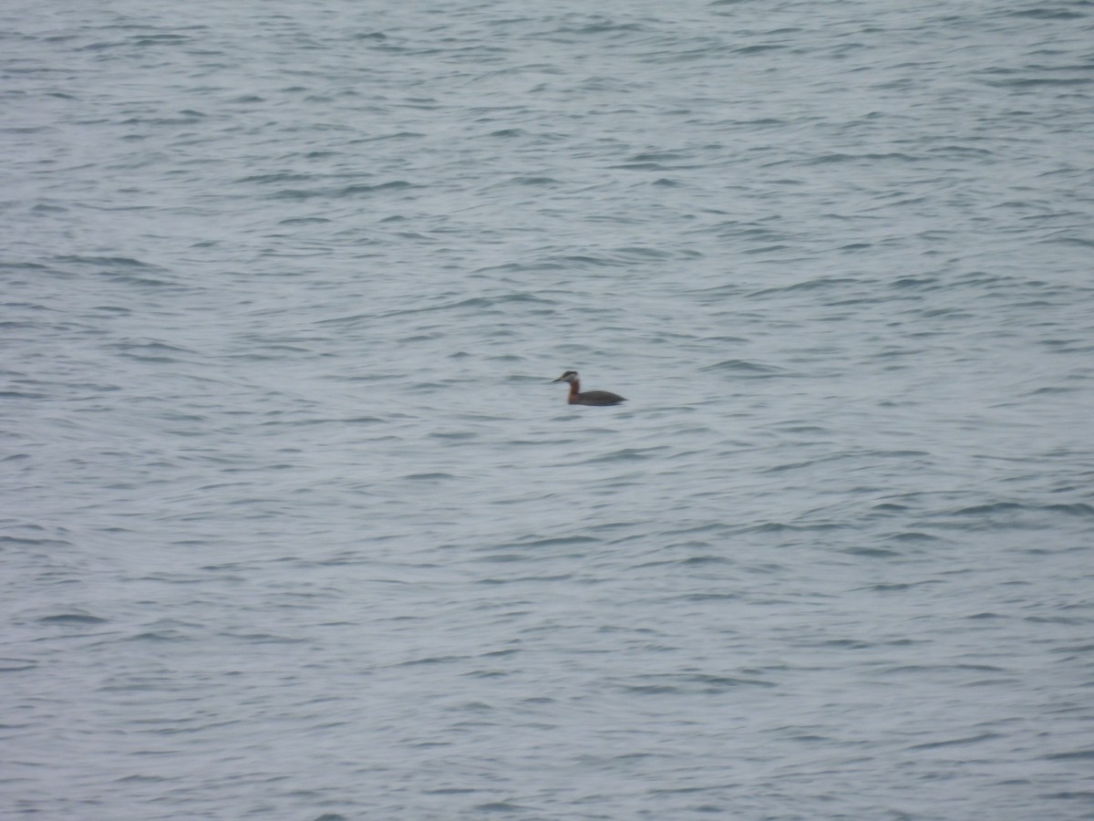 Red-necked Grebe - ML657159641