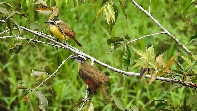Lesser Kiskadee - ML657159682