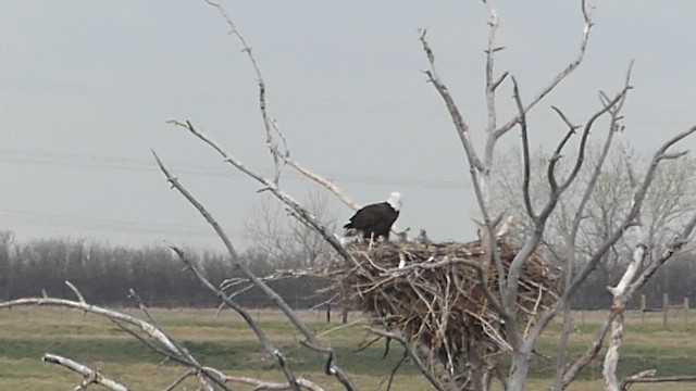 Ak Başlı Kartal - ML657159733