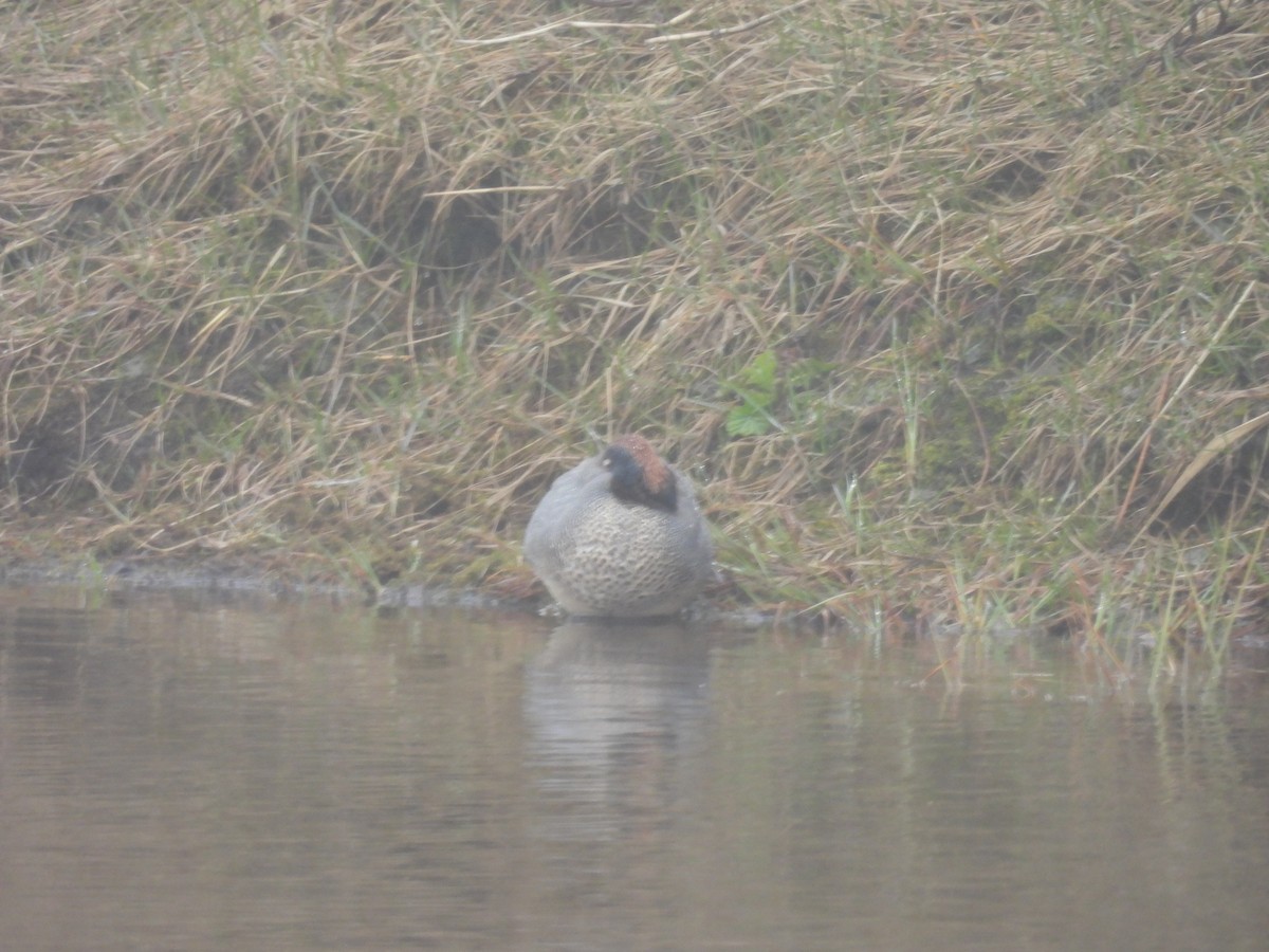 Green-winged Teal - ML657159805