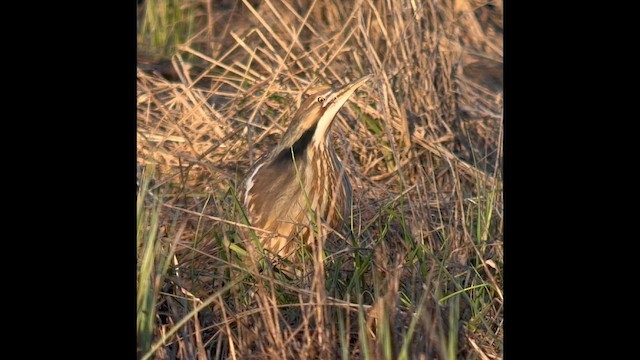 American Bittern - ML657159963