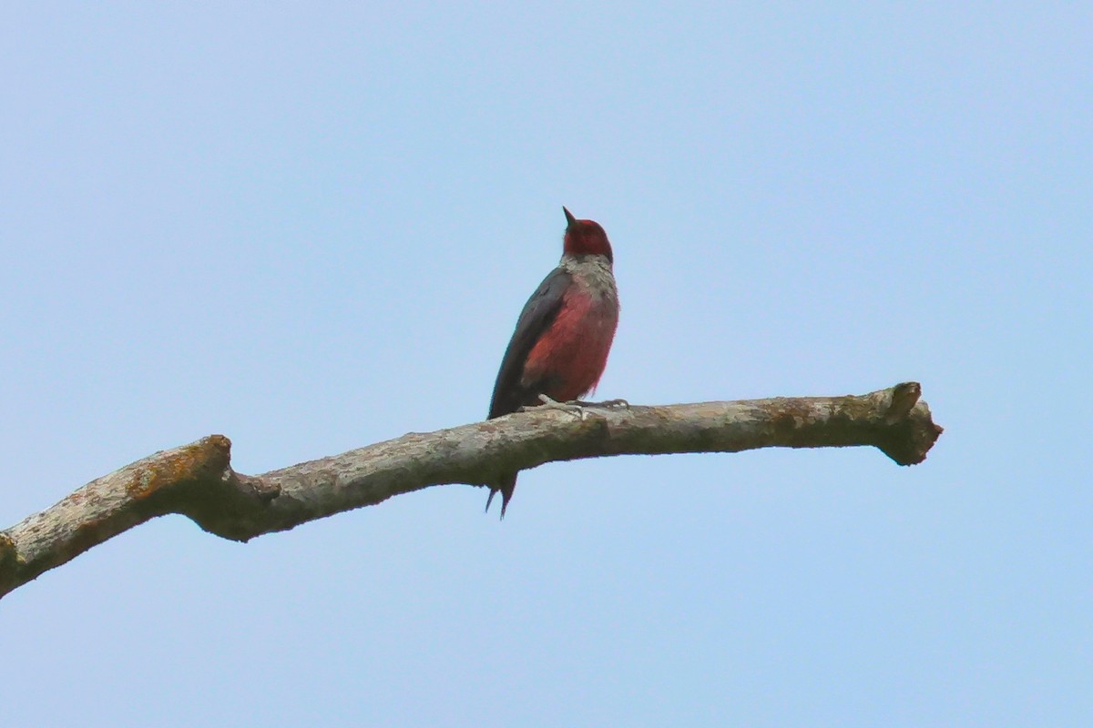 Lewis's Woodpecker - ML657161348