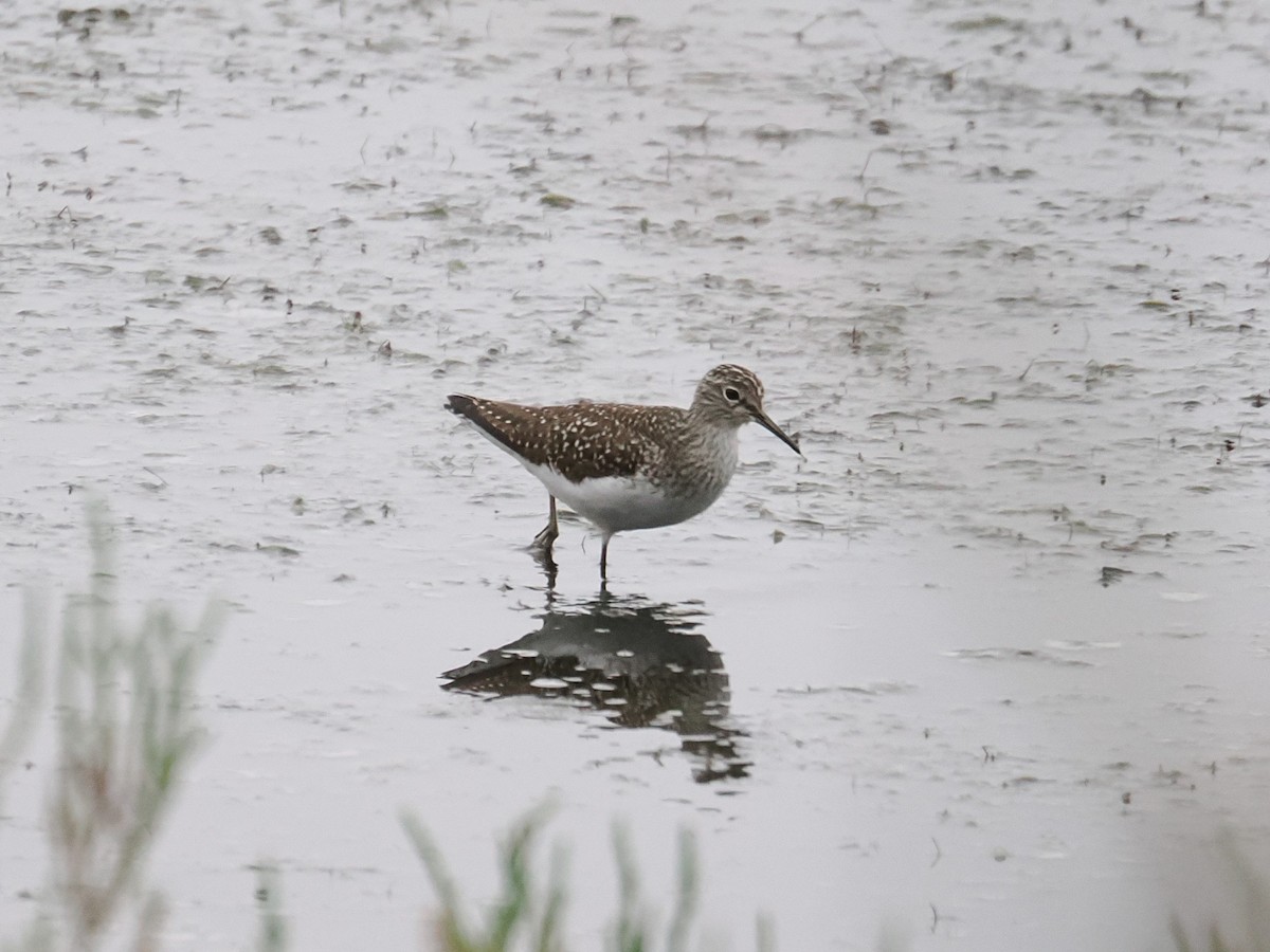 Solitary Sandpiper - ML657161555