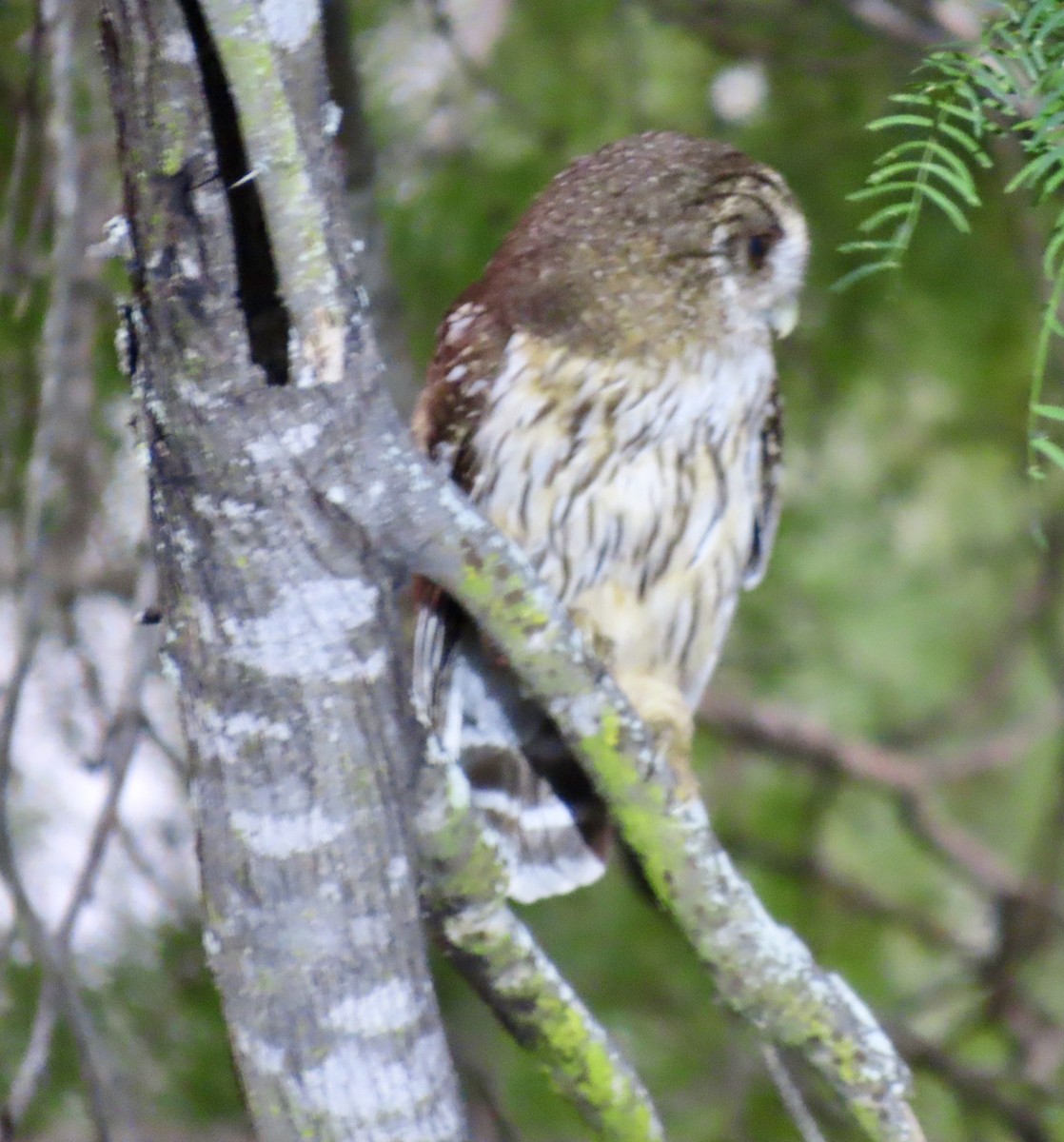 Mottled Owl - ML657161568