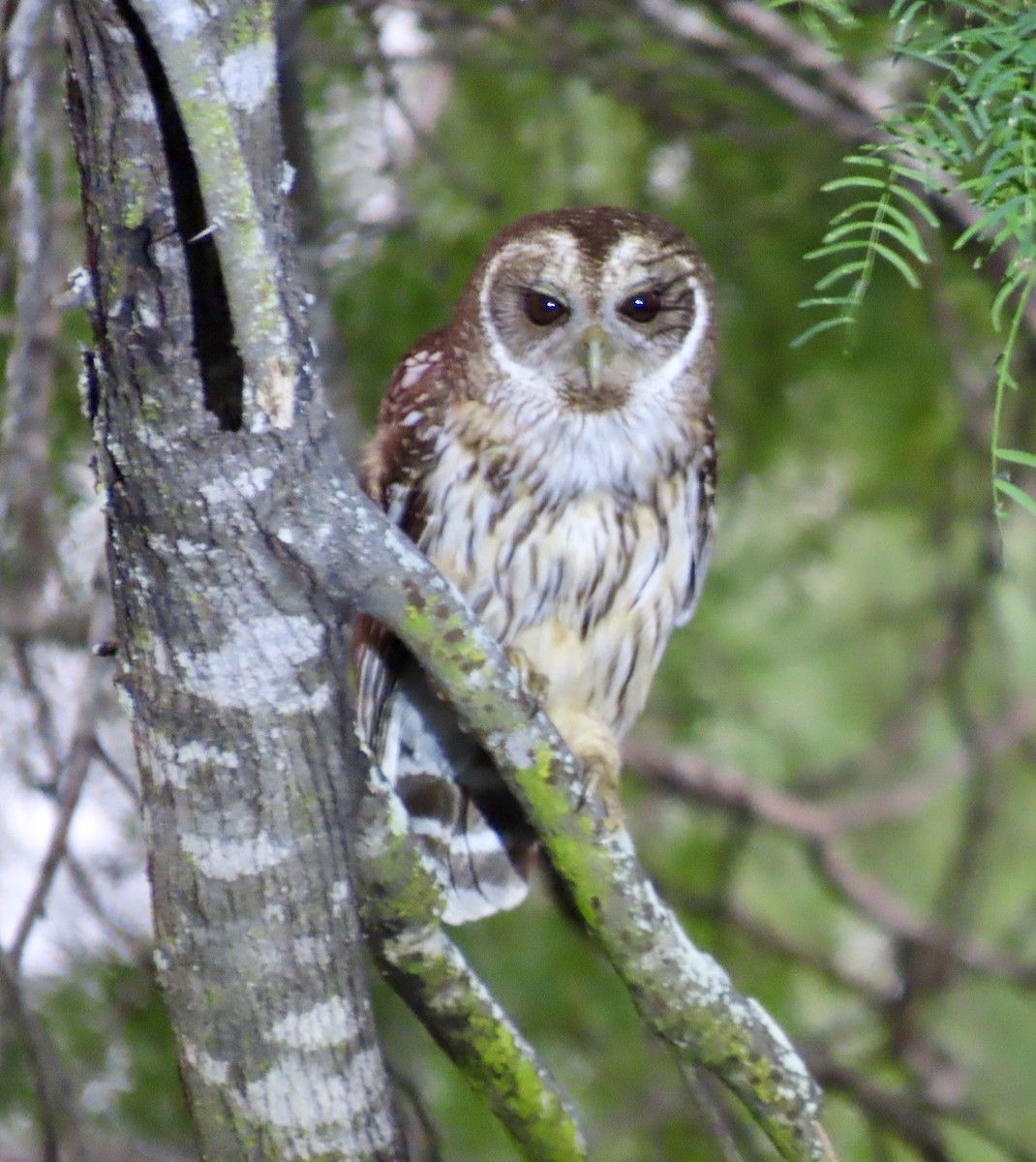 Mottled Owl - ML657161569