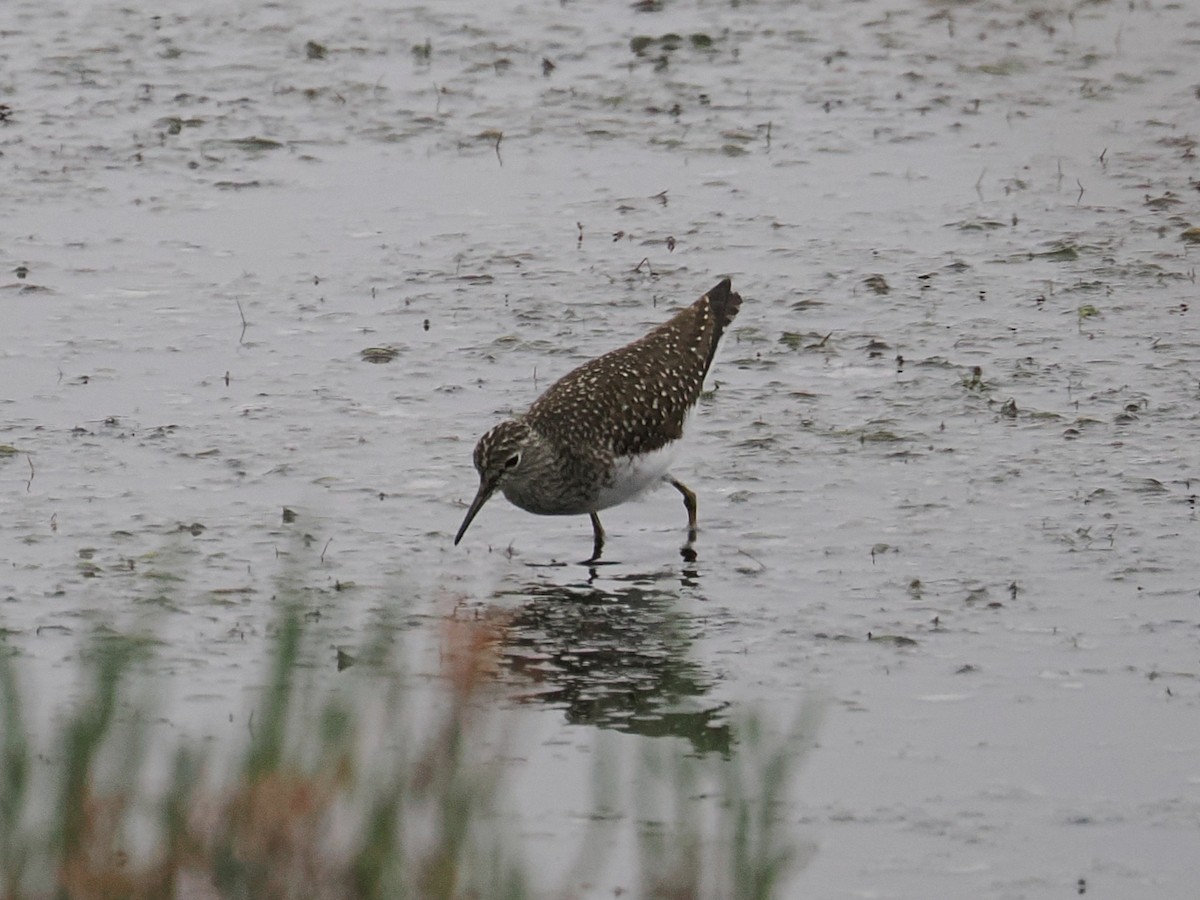 Solitary Sandpiper - ML657161571