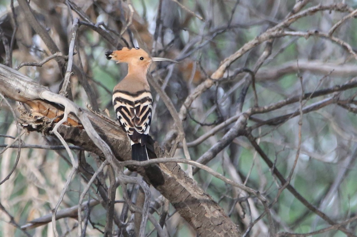 Common Hoopoe - ML657162983