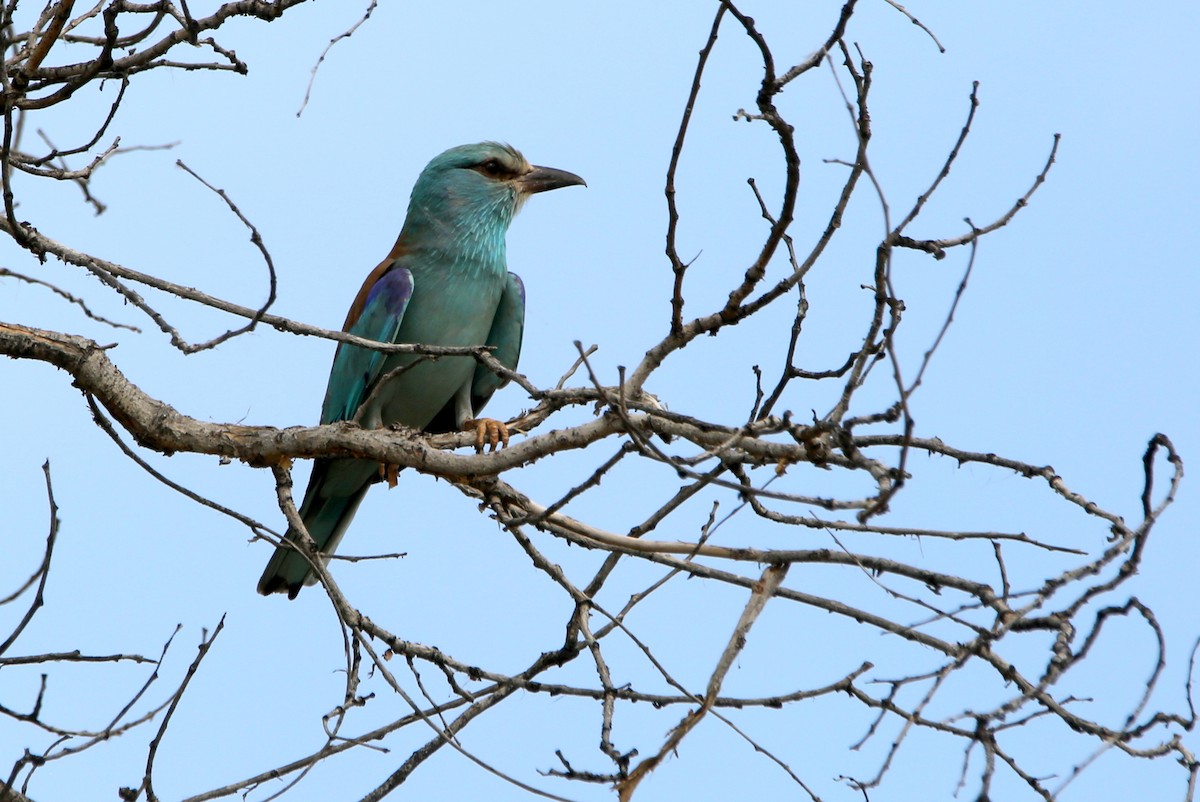 European Roller - ML657163339