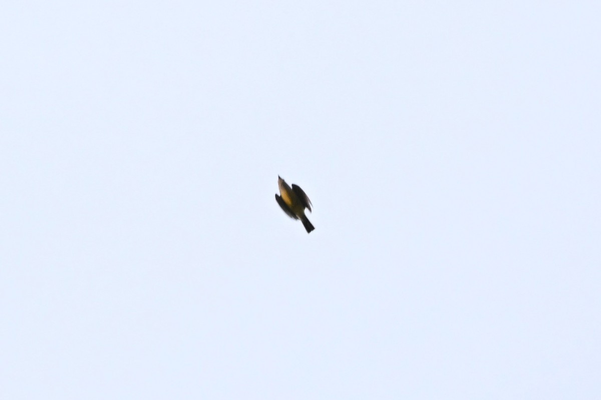 Western Kingbird - ML657163363