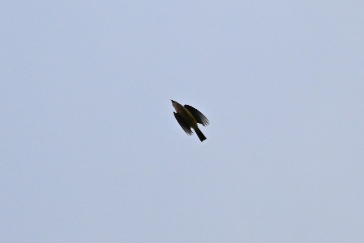 Western Kingbird - ML657163365