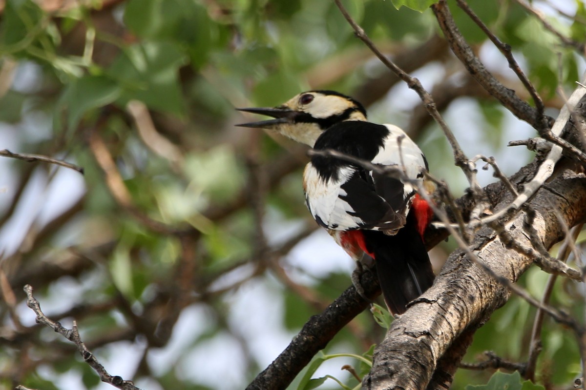 White-winged Woodpecker - ML657163407