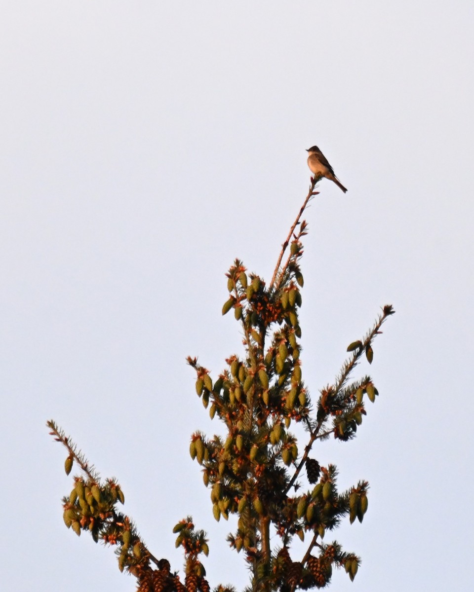 Western Wood-Pewee - ML657163464