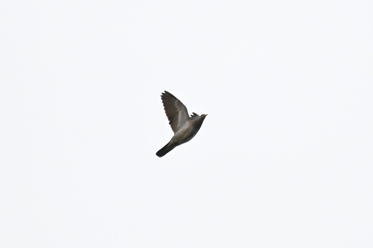 Band-tailed Pigeon (Northern) - ML657163536
