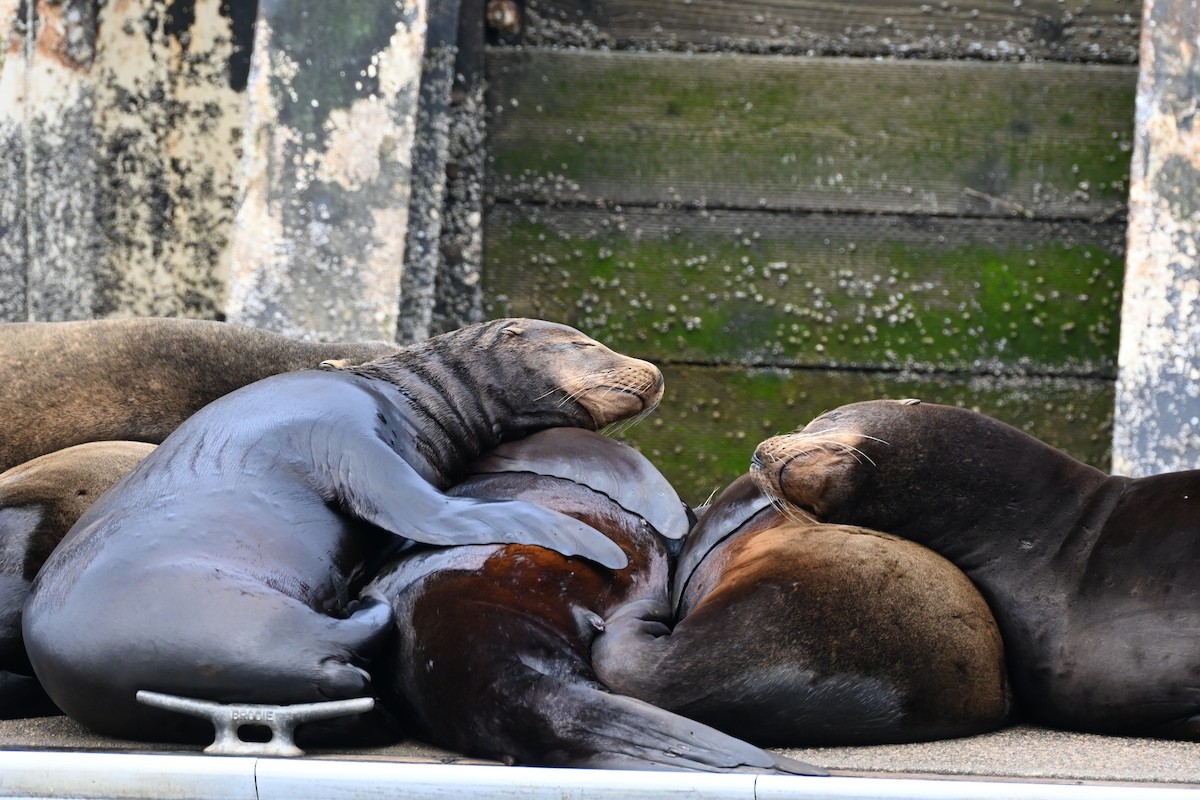 California Sea Lion - ML657163585