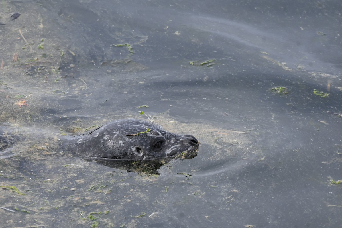 Harbor Seal - ML657163587
