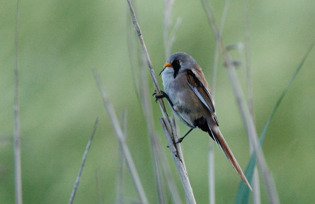 Bearded Reedling - ML65716371