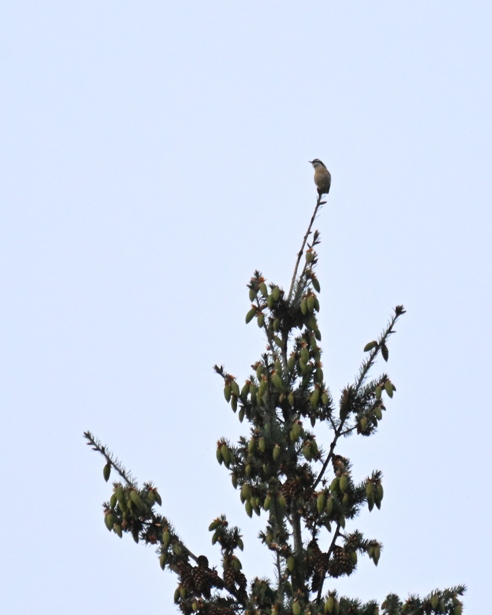 Red-breasted Nuthatch - ML657163753