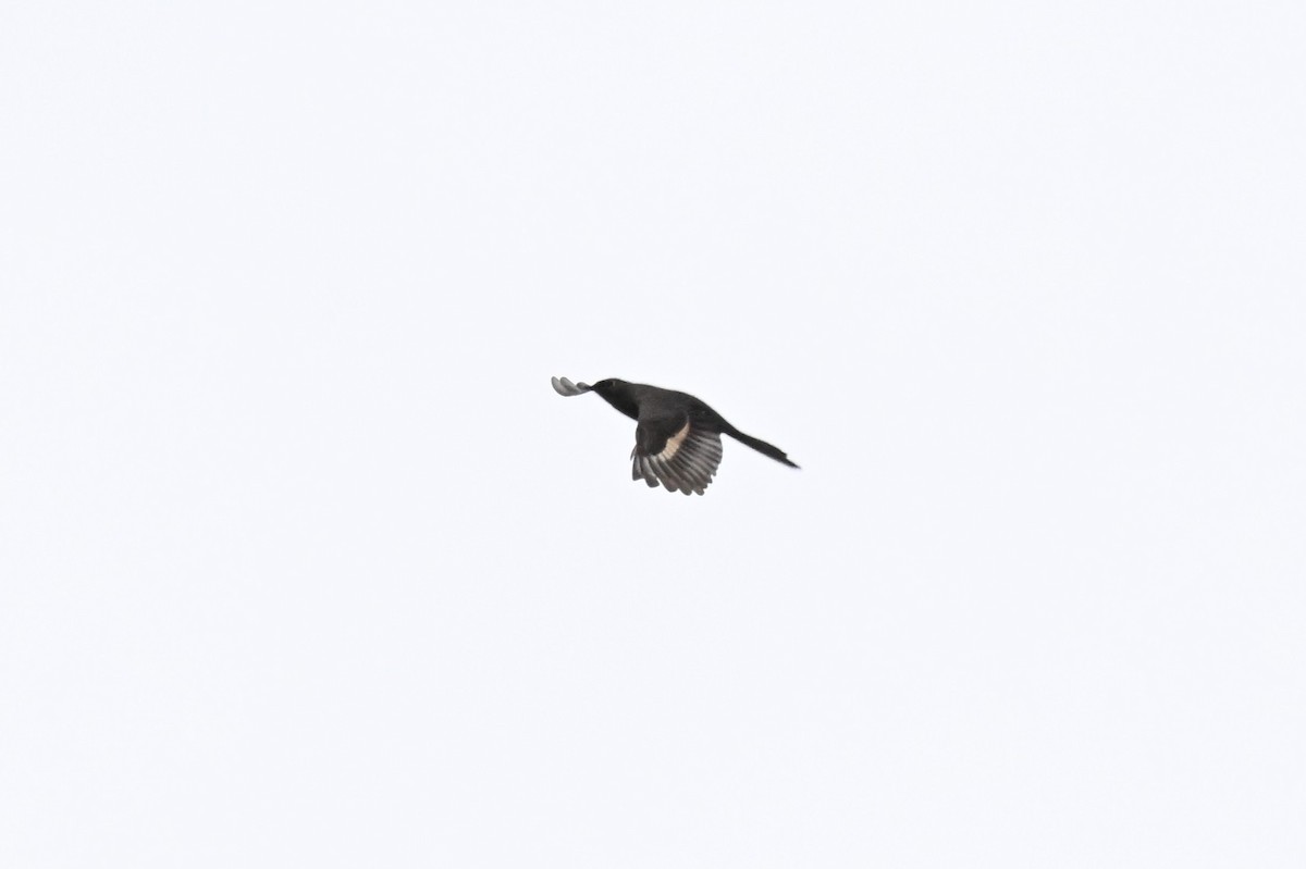 Townsend's Solitaire - ML657164112