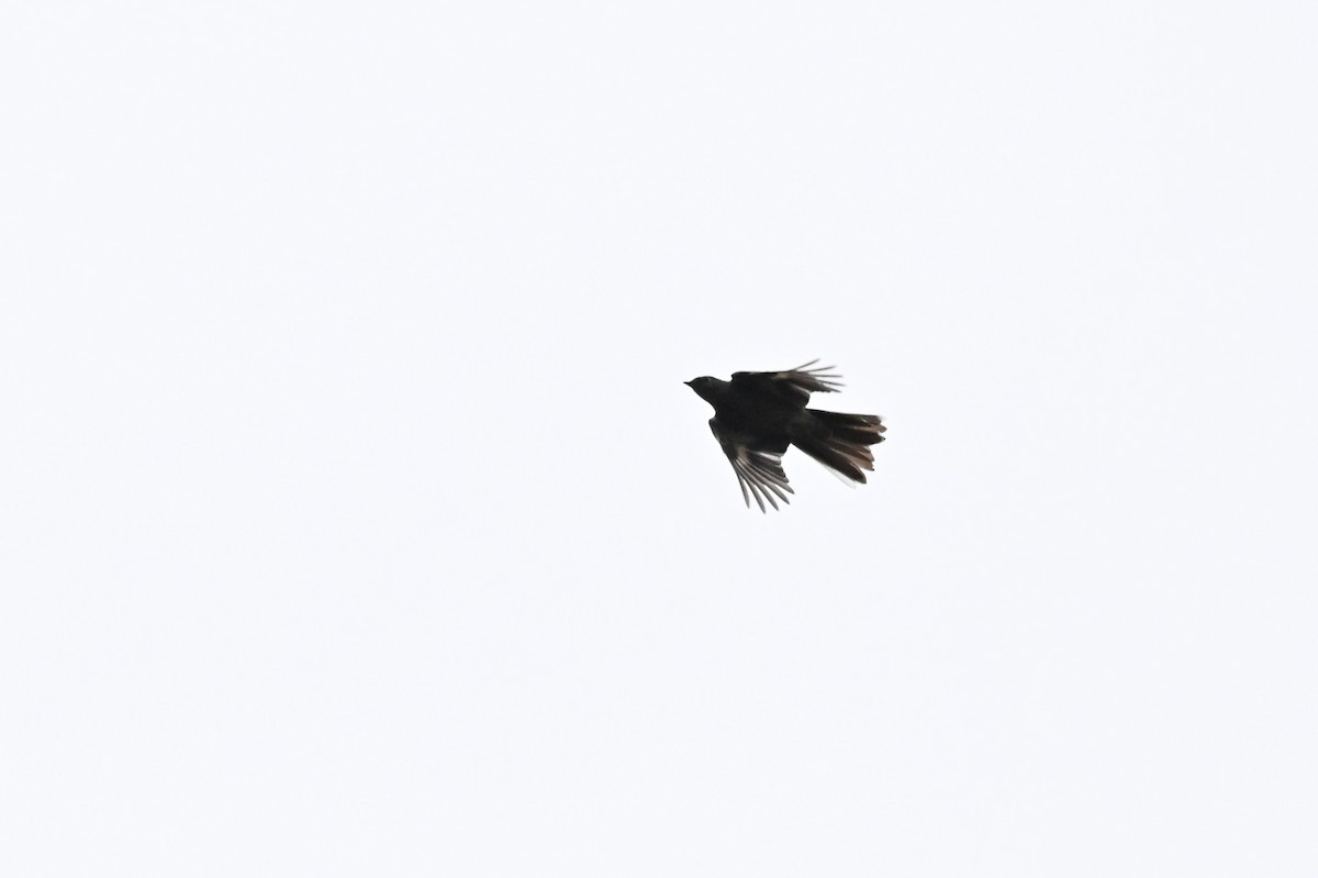 Townsend's Solitaire - ML657164113