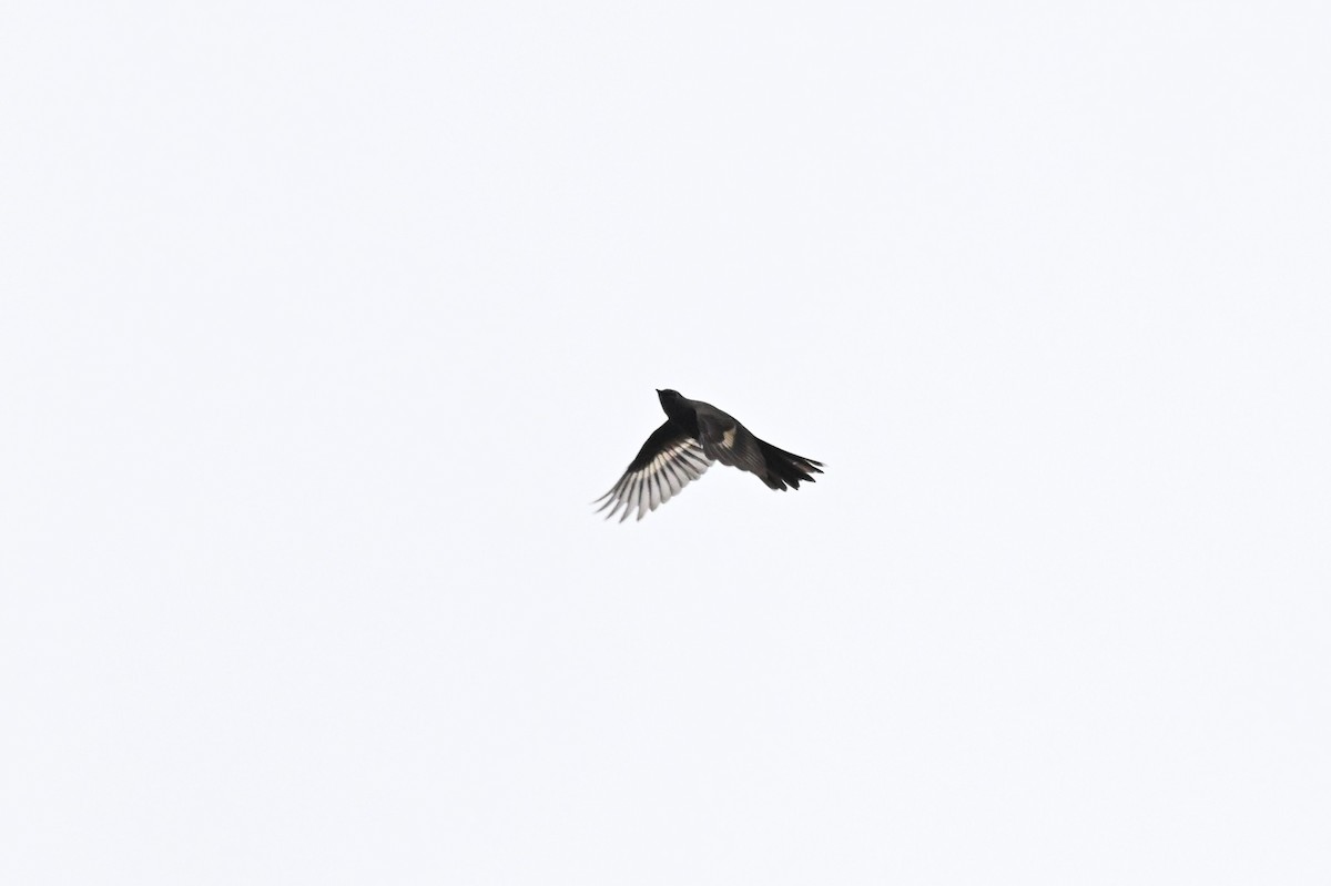 Townsend's Solitaire - ML657164114