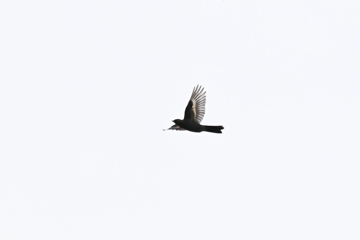 Townsend's Solitaire - ML657164115