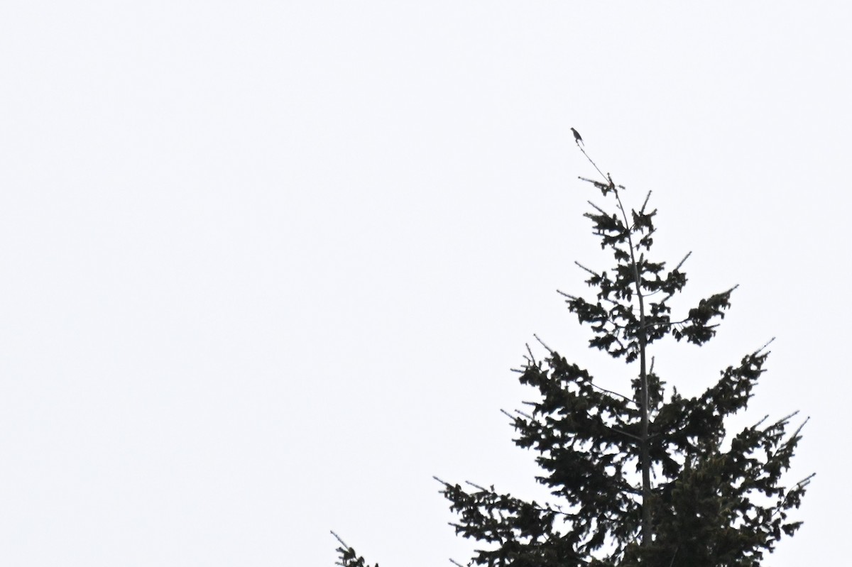 Townsend's Solitaire - ML657164116