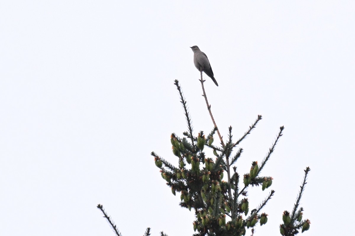 Townsend's Solitaire - ML657164117