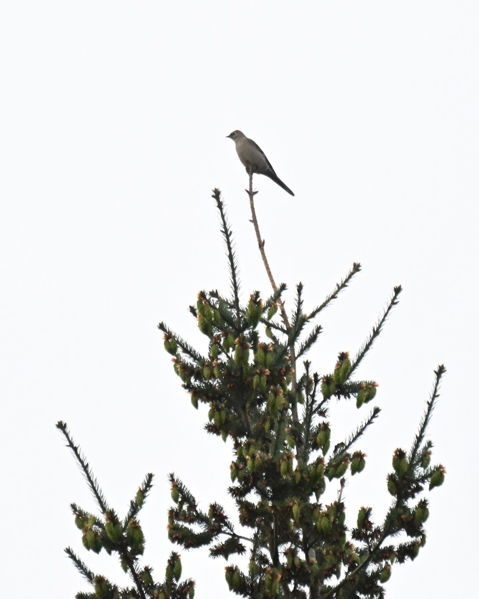 Townsend's Solitaire - ML657164118