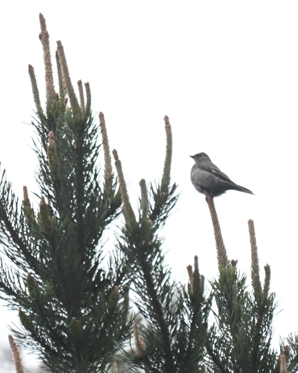 Townsend's Solitaire - ML657164119