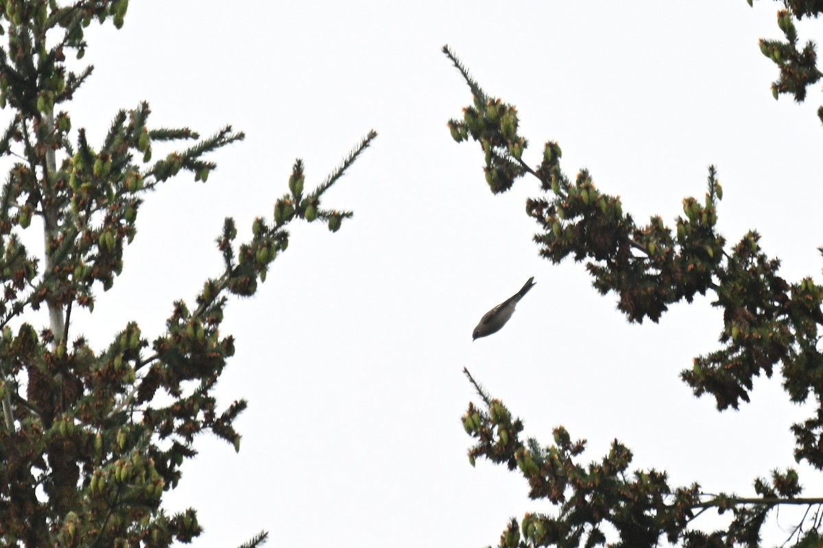 Townsend's Solitaire - ML657164120