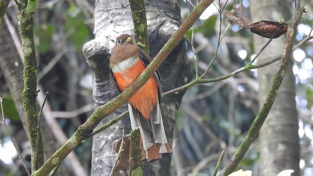Collared Trogon - ML657164542