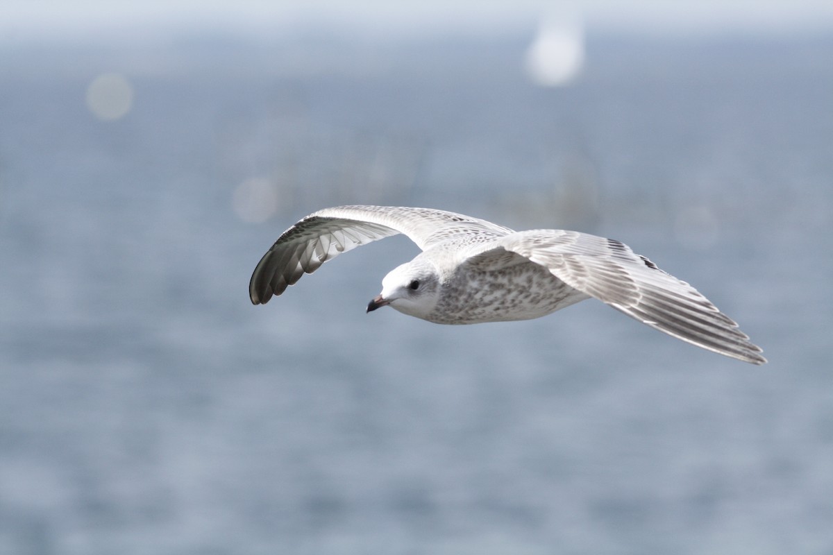 Common Gull (European) - ML65716481