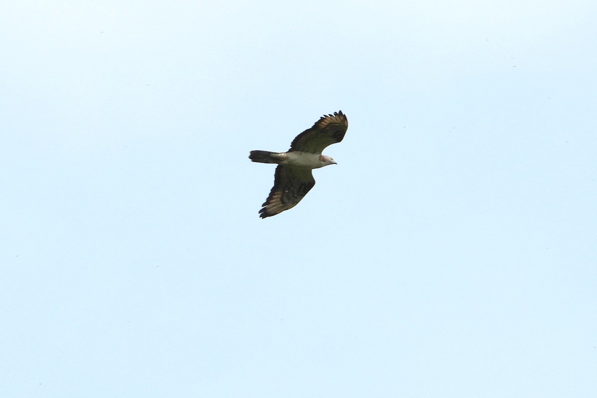 European Honey-buzzard - ML657164982