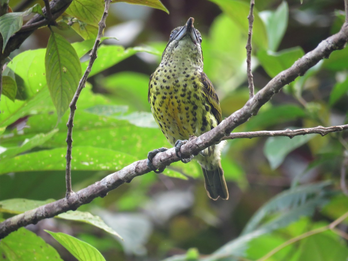 Five-colored Barbet - Juan Pablo Arboleda