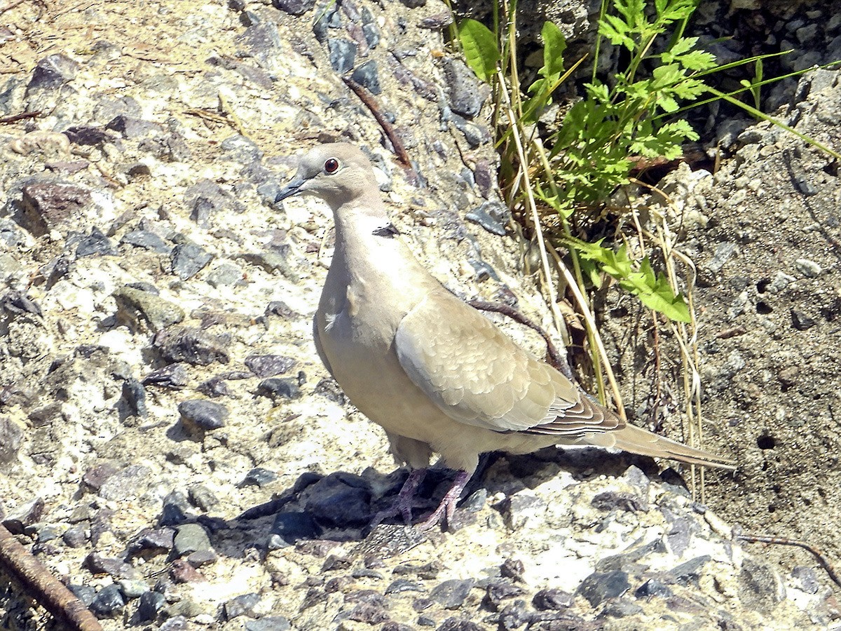 Eurasian Collared-Dove - ML657165338