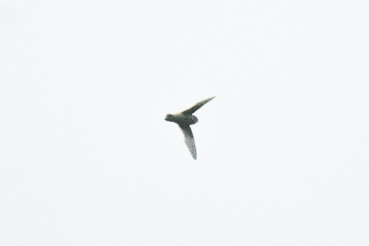 Indian Swiftlet - ML657165410