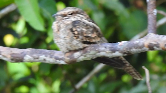 Ladder-tailed Nightjar - ML657165751