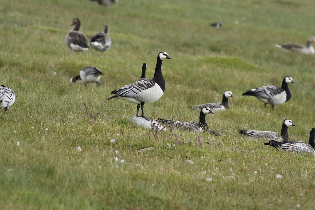 Barnacle Goose - ML65716581