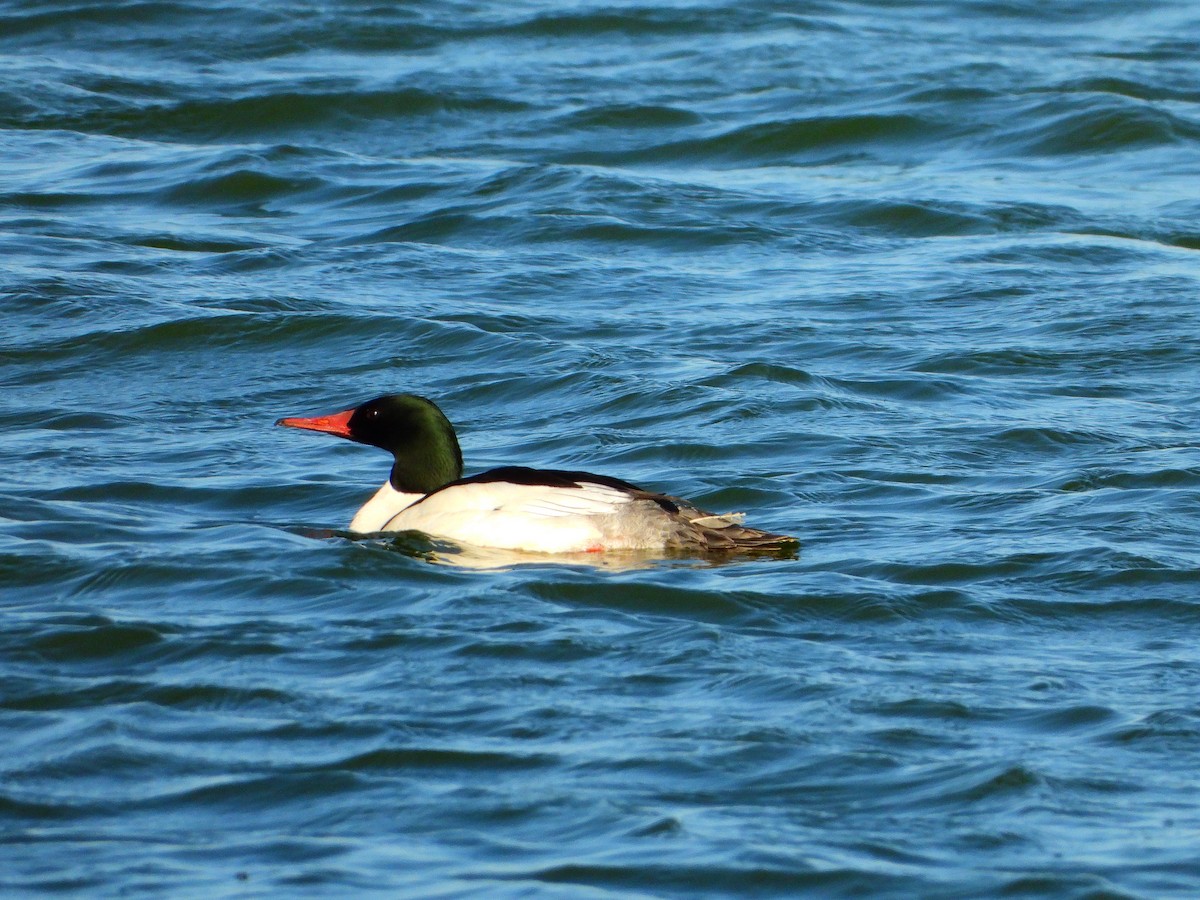 Gänsesäger - ML657166575