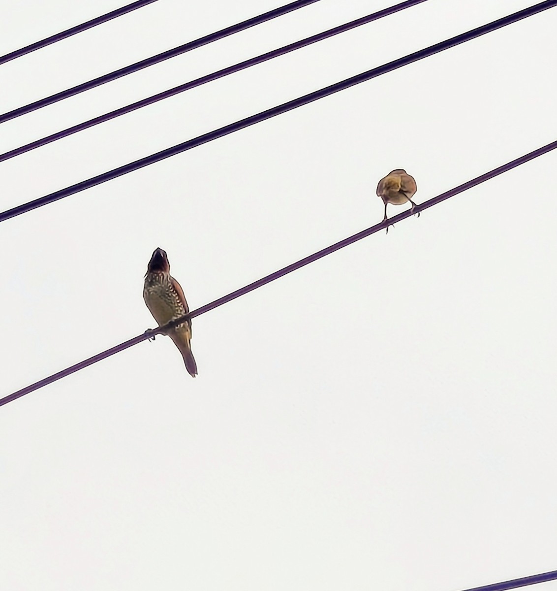 Scaly-breasted Munia - ML657166769