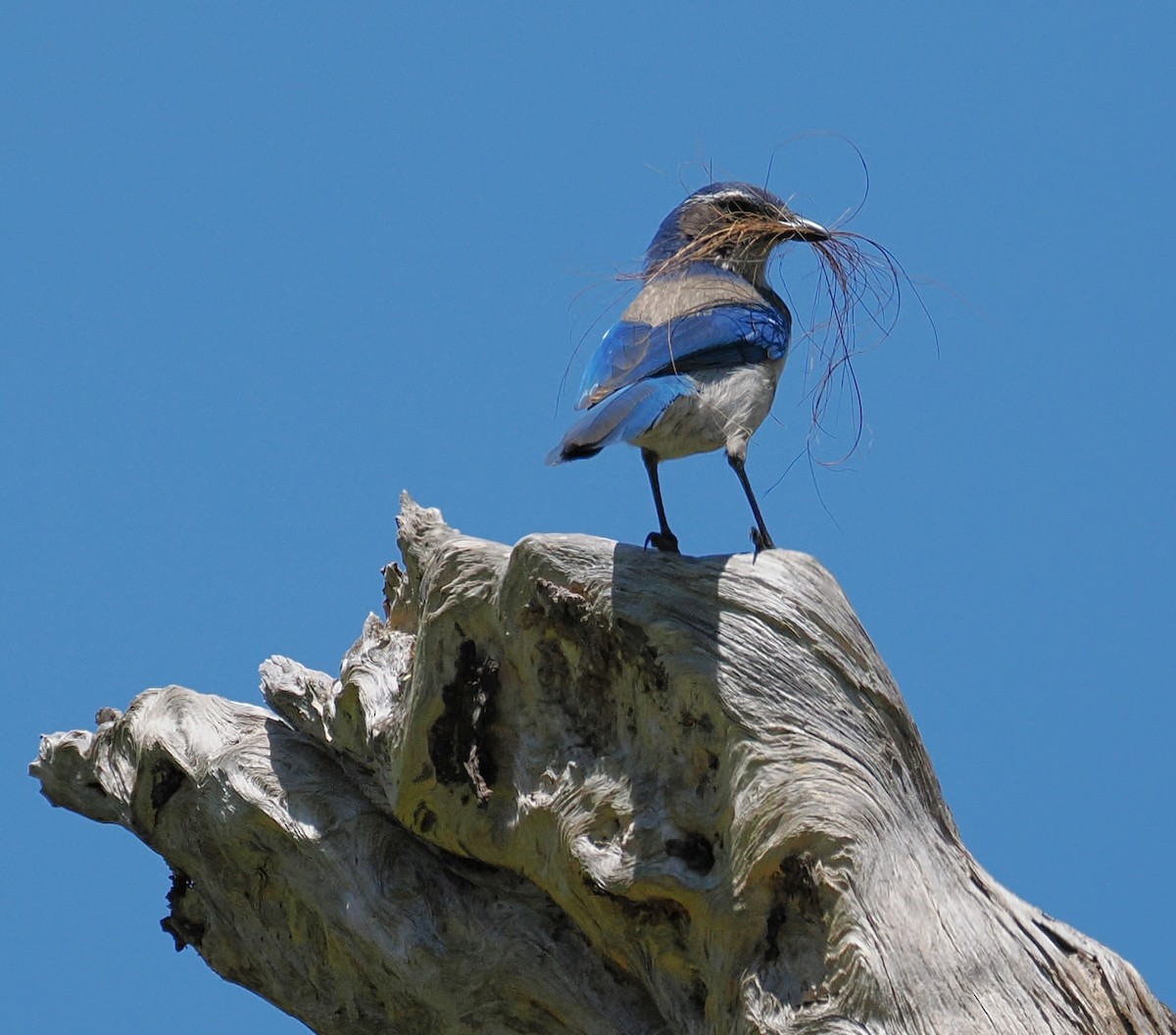 California Scrub-Jay - ML657166818