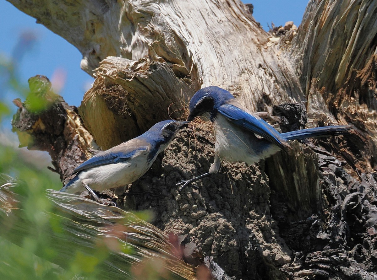 California Scrub-Jay - ML657166820