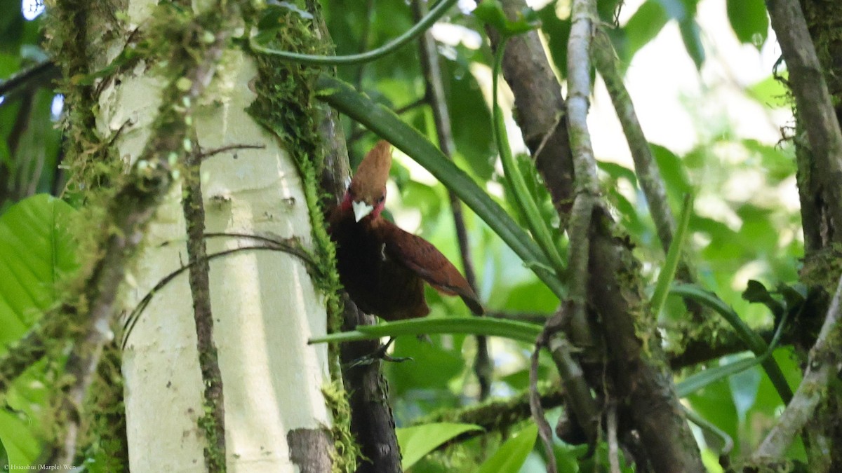 Chestnut-colored Woodpecker - ML657167096
