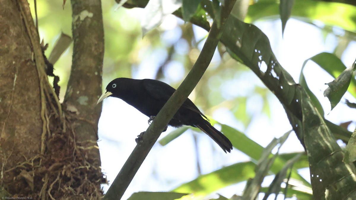 Scarlet-rumped Cacique - ML657167144