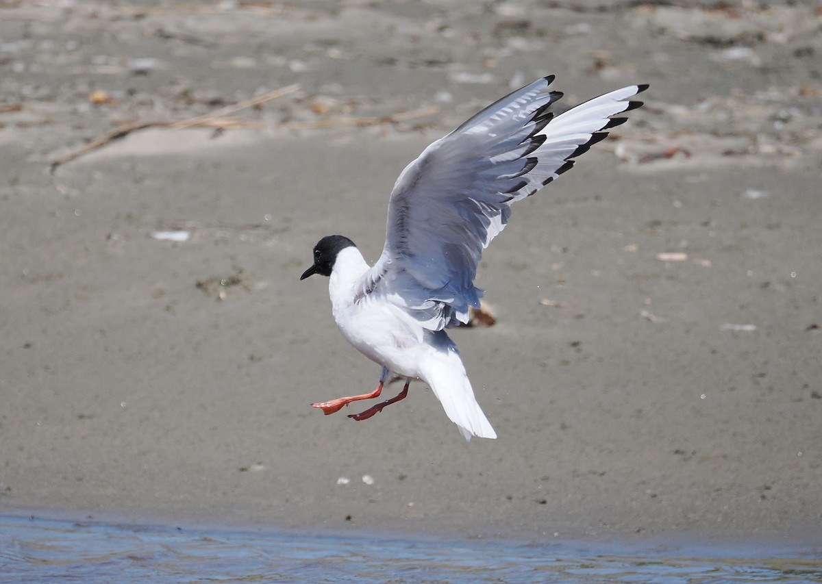 Bonaparte's Gull - ML657167251