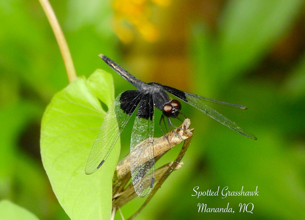 Spotted Grasshawk - ML657167934