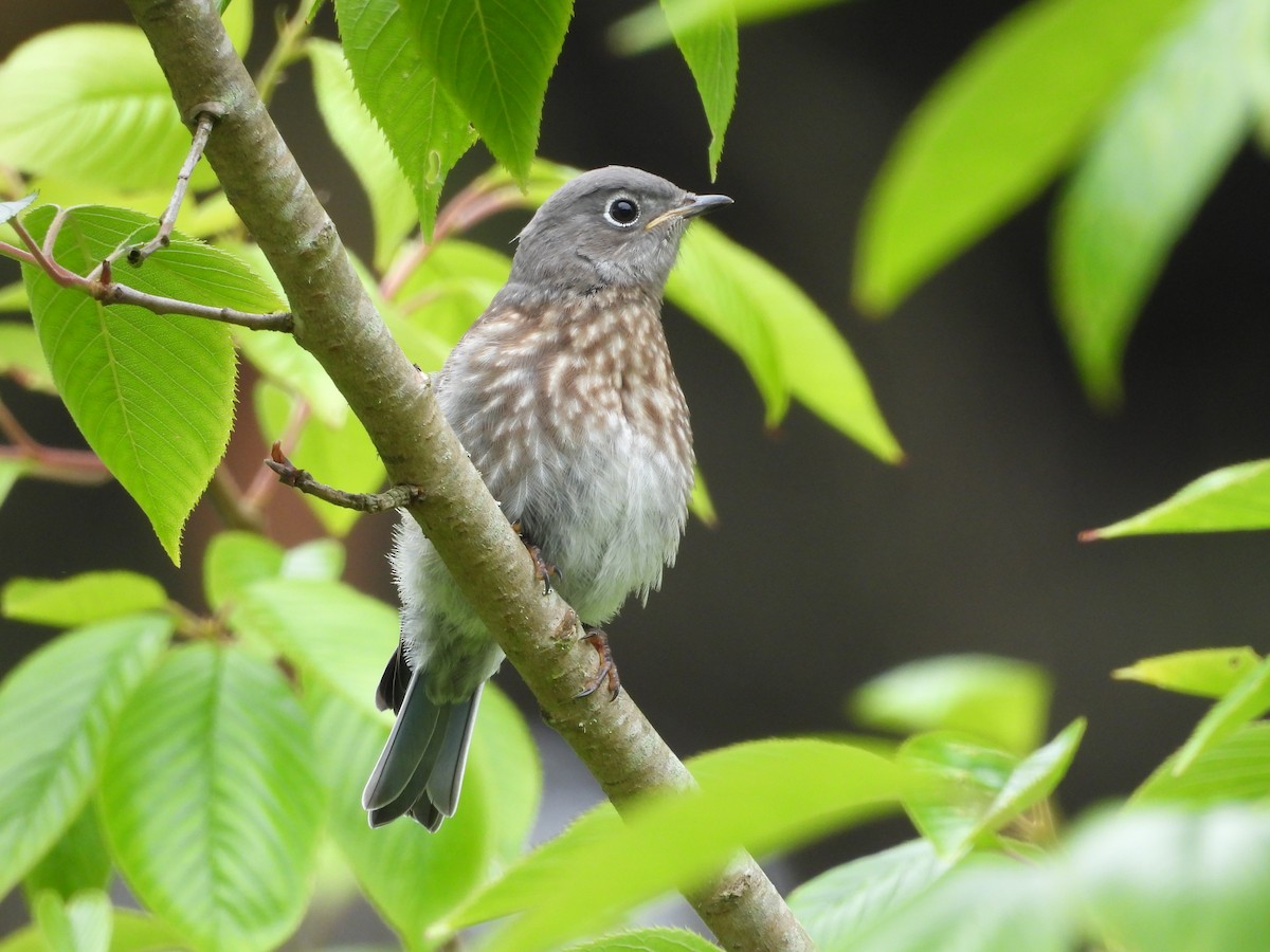 Western Bluebird - ML657168233