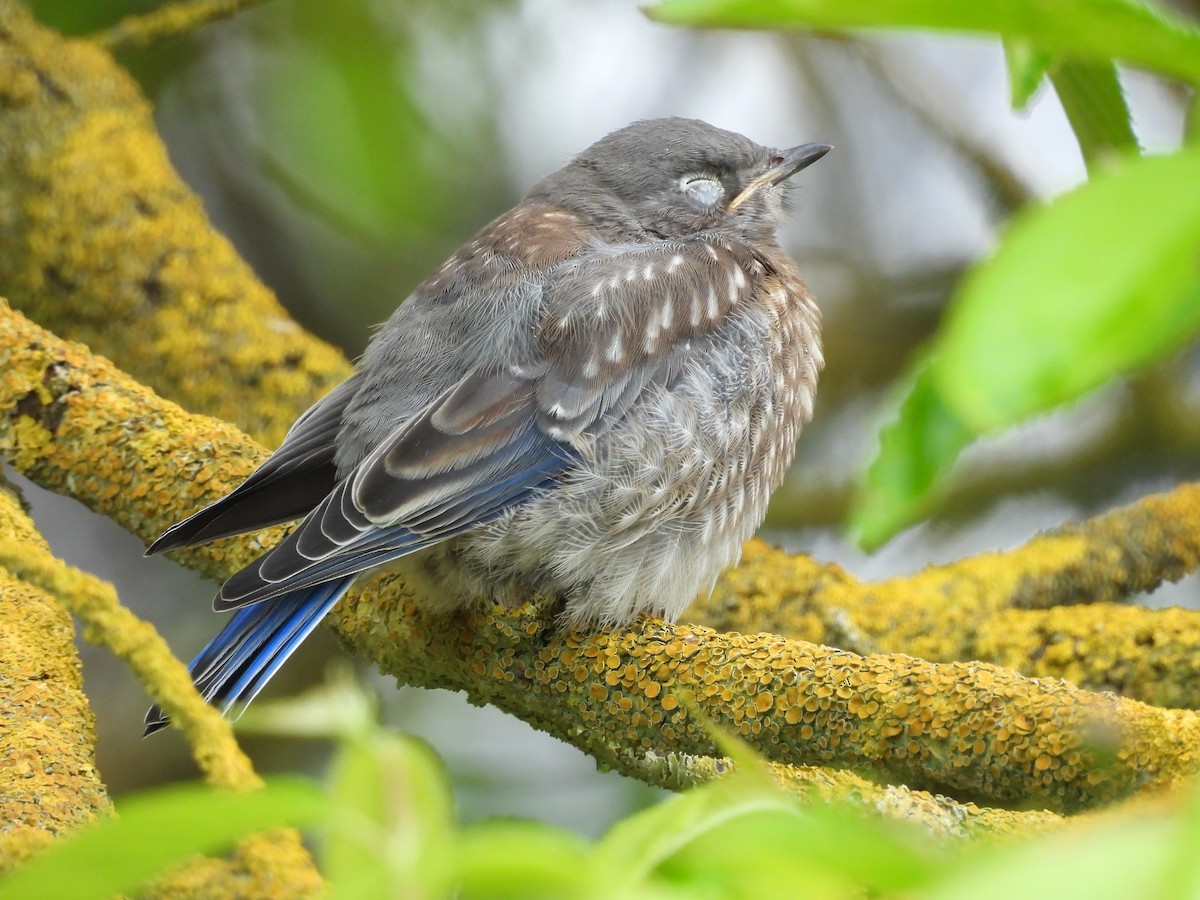 Western Bluebird - ML657168234