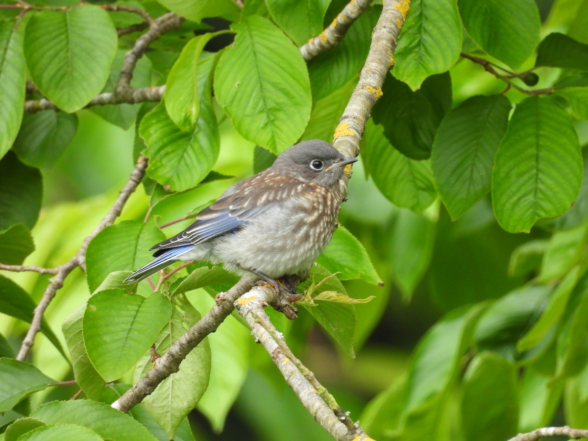 Western Bluebird - ML657168235